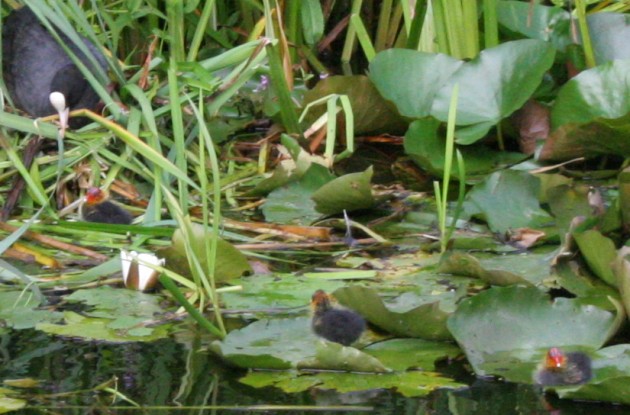 kuikentjes2