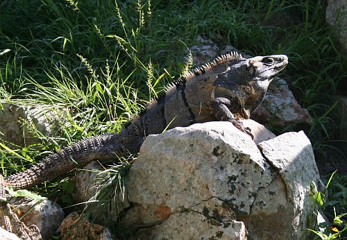 04-lizard