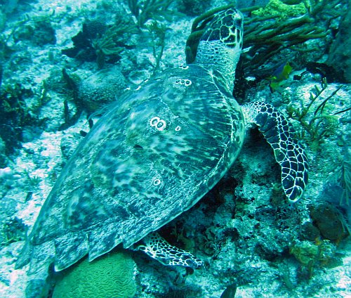 12-schildpad