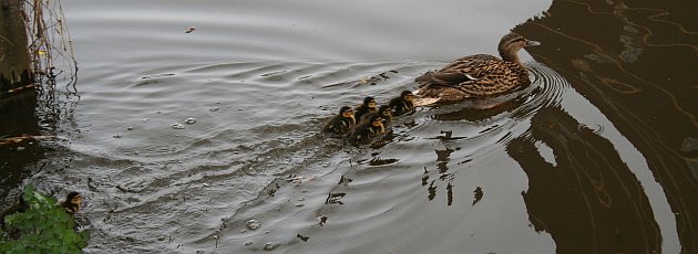 eendjes-3