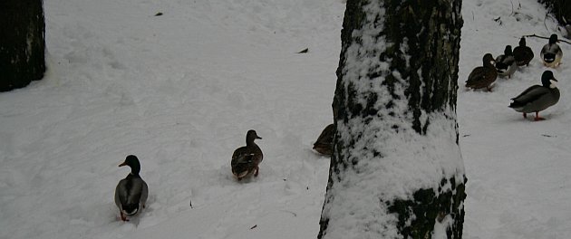 eendjes