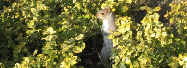 squirrel1